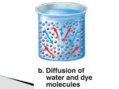 Plazminės membranos (plazmolemos) sandara ir savybės 13 puslapis