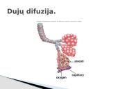 Plazminės membranos (plazmolemos) sandara ir savybės 15 puslapis
