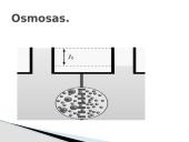 Plazminės membranos (plazmolemos) sandara ir savybės 16 puslapis