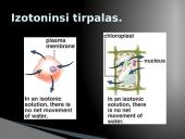 Plazminės membranos (plazmolemos) sandara ir savybės 20 puslapis
