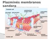 Plazminės membranos (plazmolemos) sandara ir savybės 3 puslapis