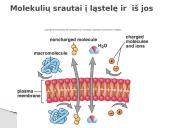 Plazminės membranos (plazmolemos) sandara ir savybės 5 puslapis