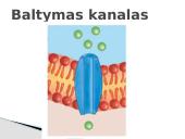 Plazminės membranos (plazmolemos) sandara ir savybės 6 puslapis