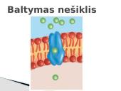 Plazminės membranos (plazmolemos) sandara ir savybės 7 puslapis