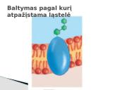 Plazminės membranos (plazmolemos) sandara ir savybės 8 puslapis