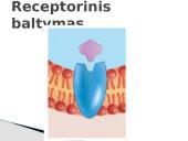 Plazminės membranos (plazmolemos) sandara ir savybės 9 puslapis