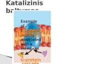 Plazminės membranos (plazmolemos) sandara ir savybės 10 puslapis