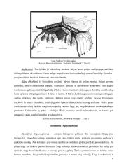 Duobagyviai 6 puslapis