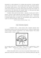 Duobagyviai 7 puslapis