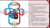 Kraujagyslės ir kraujotaka 8 puslapis