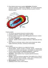 Prokariotų ir eukariotų ląstelės 2 puslapis