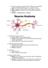 Prokariotų ir eukariotų ląstelės 13 puslapis