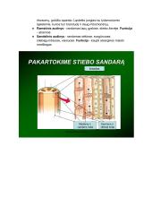 Prokariotų ir eukariotų ląstelės 14 puslapis