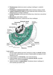 Prokariotų ir eukariotų ląstelės 3 puslapis