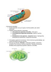 Prokariotų ir eukariotų ląstelės 7 puslapis