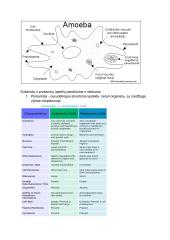 Prokariotų ir eukariotų ląstelės 10 puslapis