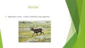 Tundros gamta, klimatas bei ekonomika 8 puslapis