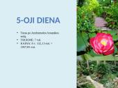 Kelionės į Barbadosą planavimas 9 puslapis