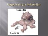 Kraujas - skystas audinys 12 puslapis