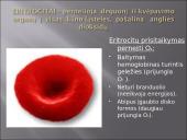 Kraujas - skystas audinys 9 puslapis