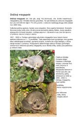 Apie miegapeles 2 puslapis