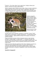 Apie miegapeles 4 puslapis