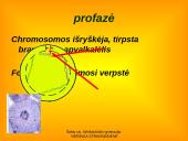 Apie ląstelės dalijimąsi 11 puslapis