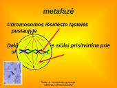 Apie ląstelės dalijimąsi 12 puslapis