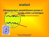Apie ląstelės dalijimąsi 13 puslapis
