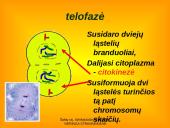 Apie ląstelės dalijimąsi 14 puslapis