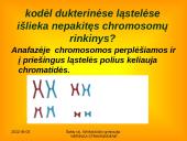 Apie ląstelės dalijimąsi 16 puslapis