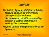 Apie ląstelės dalijimąsi 17 puslapis