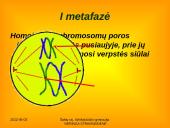 Apie ląstelės dalijimąsi 20 puslapis