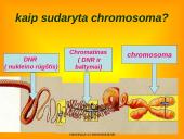 Apie ląstelės dalijimąsi 3 puslapis
