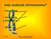 Apie ląstelės dalijimąsi 4 puslapis