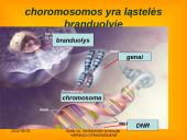 Apie ląstelės dalijimąsi 5 puslapis