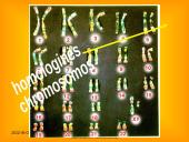 Apie ląstelės dalijimąsi 8 puslapis