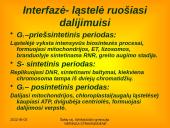 Apie ląstelės dalijimąsi 9 puslapis