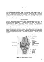 Fizinio aktyvumo poveikis sąnariams 4 puslapis