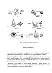 Fizinio aktyvumo poveikis sąnariams 6 puslapis