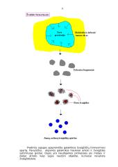 Galaktikų rūšys ir spalvos 11 puslapis