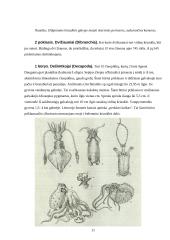 Galvakojai moliuskai: vystymasis, dauginimasis, ekologinė jų reikšmė, virškinimas, nervų ir kraujotakos sistemos 11 puslapis