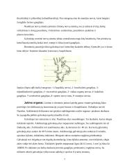 Galvakojai moliuskai: vystymasis, dauginimasis, ekologinė jų reikšmė, virškinimas, nervų ir kraujotakos sistemos 7 puslapis