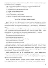 Įmonės finansų analizės organizavimas 16 puslapis