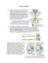 Intraląstelinis transportas 2 puslapis