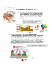Intraląstelinis transportas 3 puslapis
