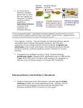 Intraląstelinis transportas 4 puslapis