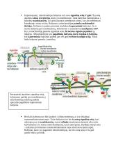 Intraląstelinis transportas 5 puslapis