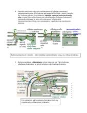 Intraląstelinis transportas 6 puslapis