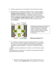Intraląstelinis transportas 7 puslapis